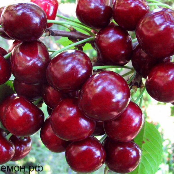 Prunus cerasus ´Žukovskaja´