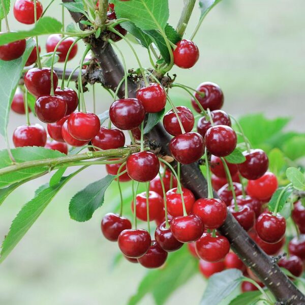 Prunus cerasus ´Prevoshodnaja Kolesnikova´