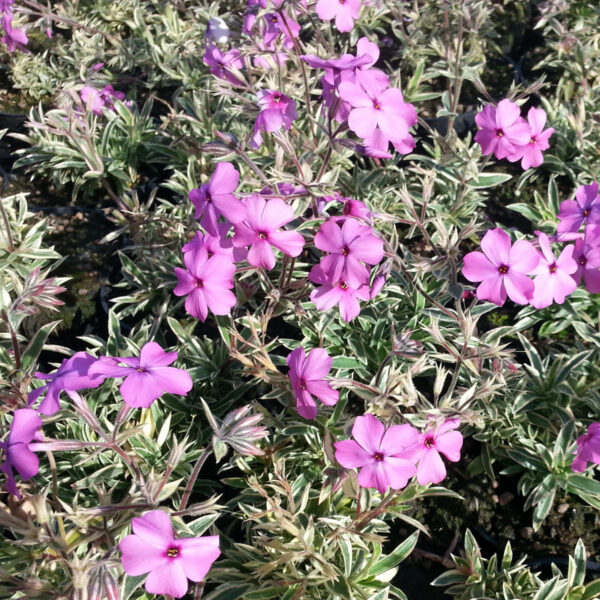 Phlox procumbens ´Variegata´
