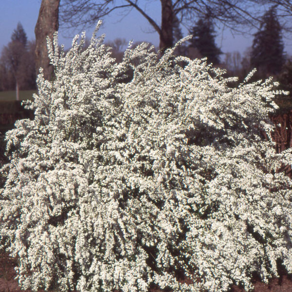 Spiraea thunbergii