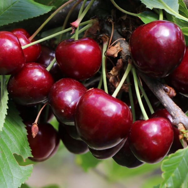 Prunus avium ´Sunburst´