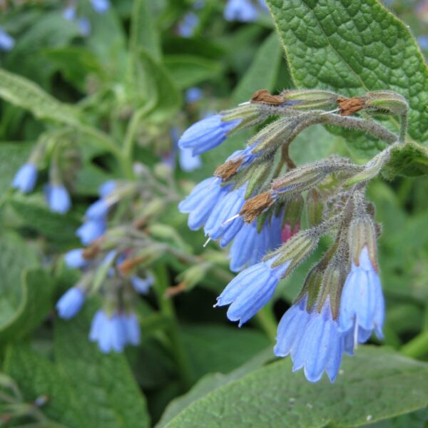 Symphytum grandiflorum ´Hidcote Blue´