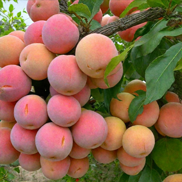 Prunus cerasifera ´Skoroplodnaja´