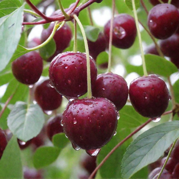 Prunus cerasus ´Milavica´