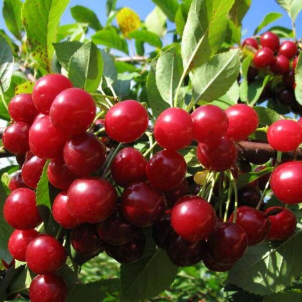 Prunus cerasus ´Studencheskaja´