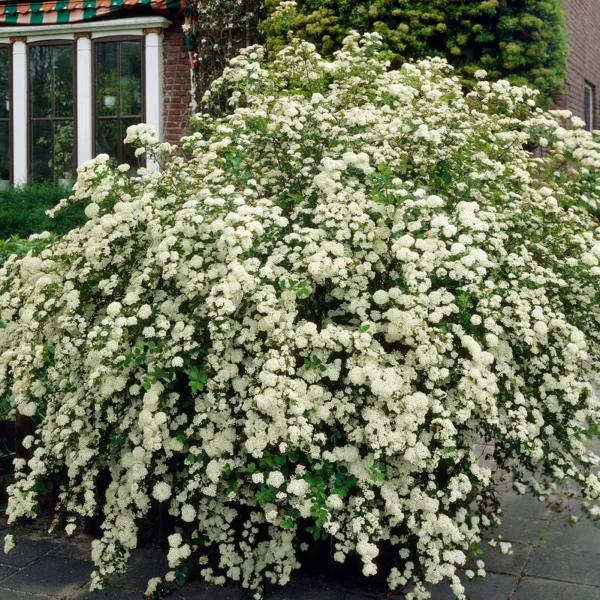 Spiraea nippnica ´Snowmound´