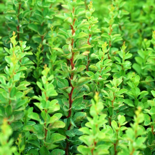 Berberis thunbergii ´Erecta´