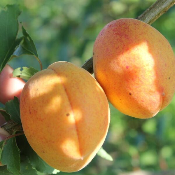 Prunus armeniaca ´Lasma´