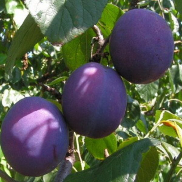 Prunus domestica ´Oda´