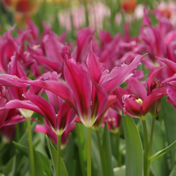 Tulipa "Purple Doll"