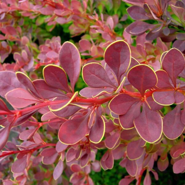 Berberis thunbergii 'Golden Ring'