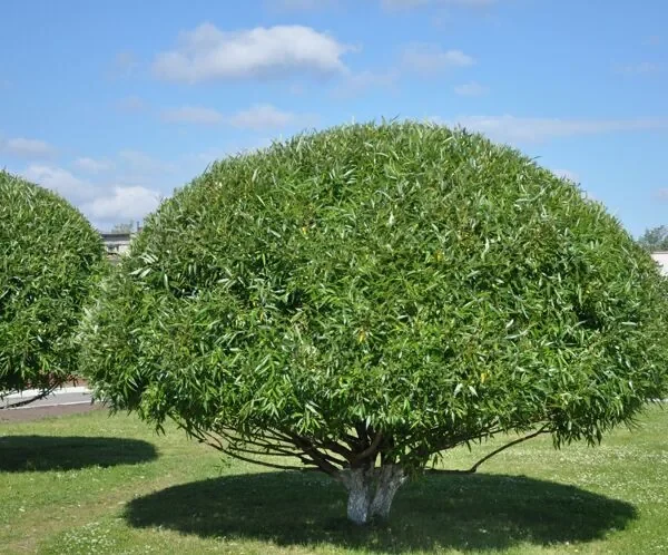 Salix fragilis 'Bullata'