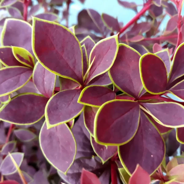Berberis thunbergii 'Coronita'