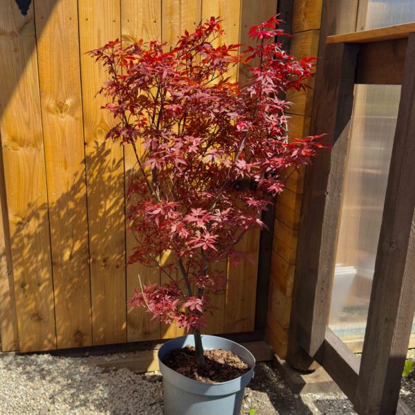 Acer palmatum 'Skeeter's Broom'