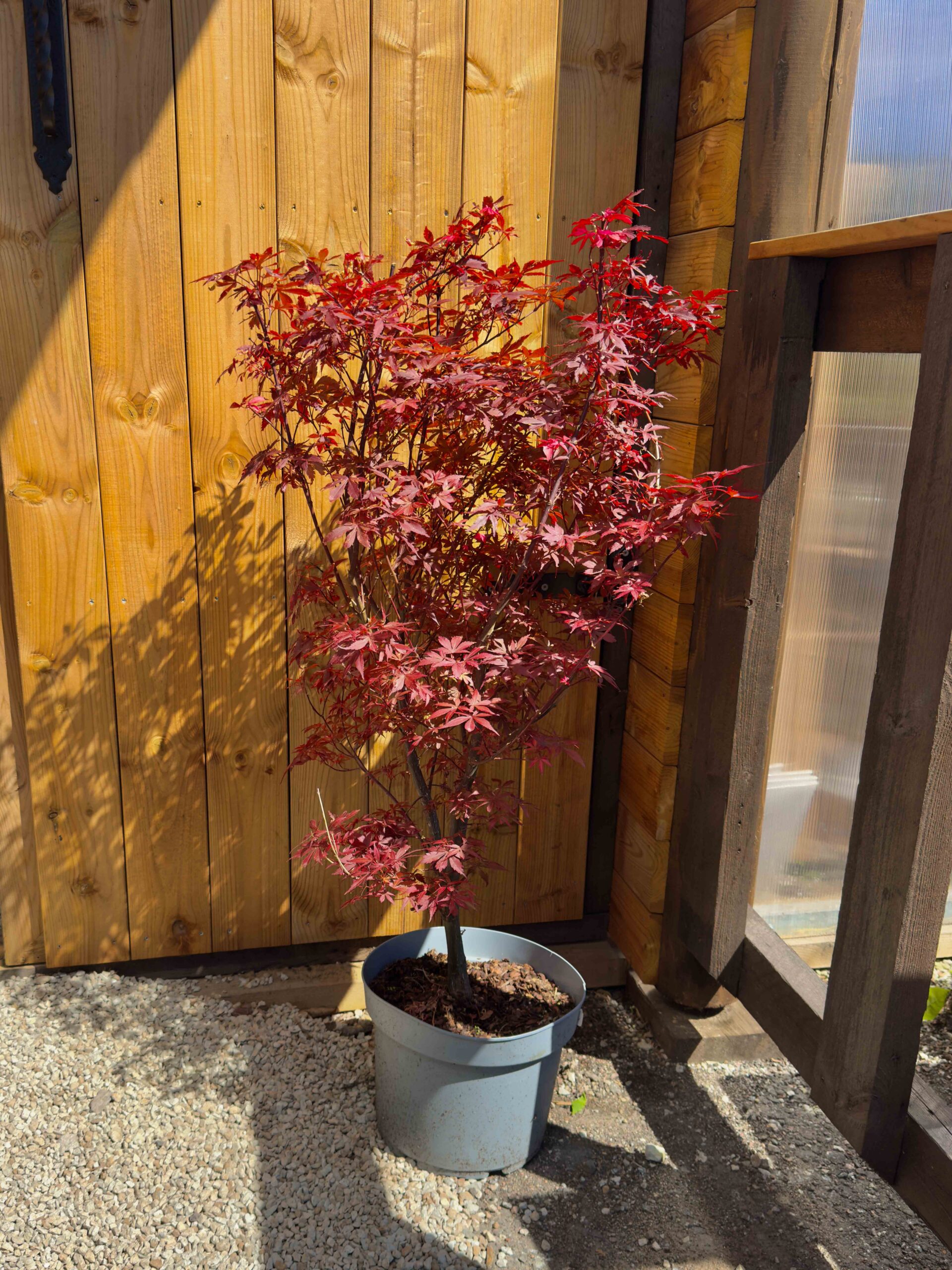 Acer palmatum ‘Skeeter’s Broom’