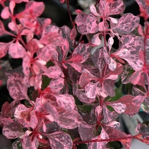 Berberis thunbergii 'Pink Attraction'
