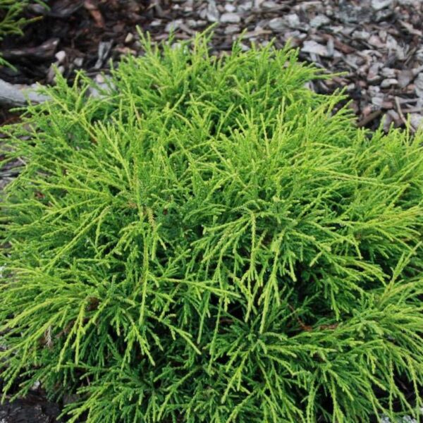 Chamaecyparis pisifera 'Filifera'