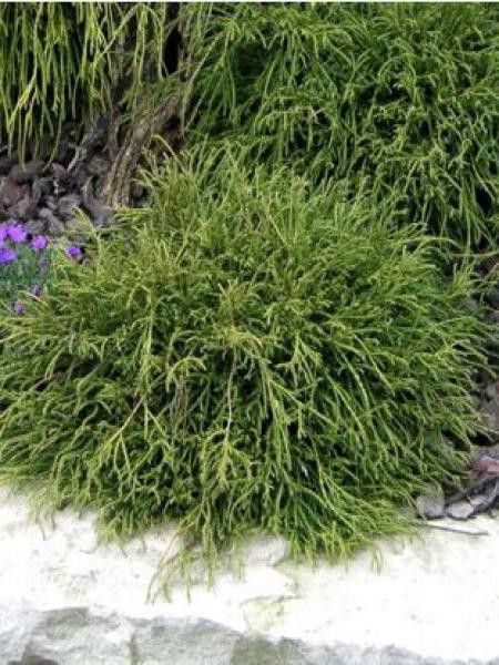 Chamaecyparis pisifera 'Filifera nana'