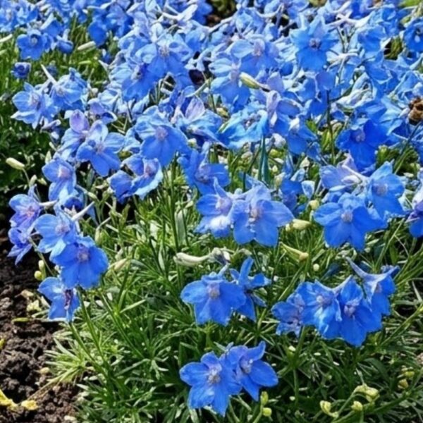 Delphinium grandiflorum