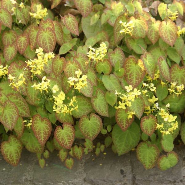 Epimedium versicolor ‘Sulphureum’