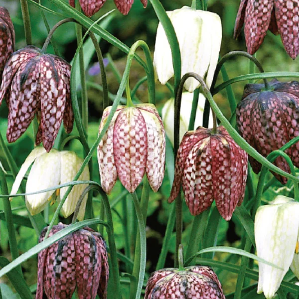 Fritillaria meleagris