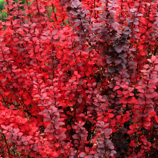 Berberis thunbergii 'Red Pillar'