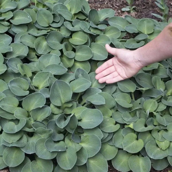 Hosta 'Blue Mouse Ears'
