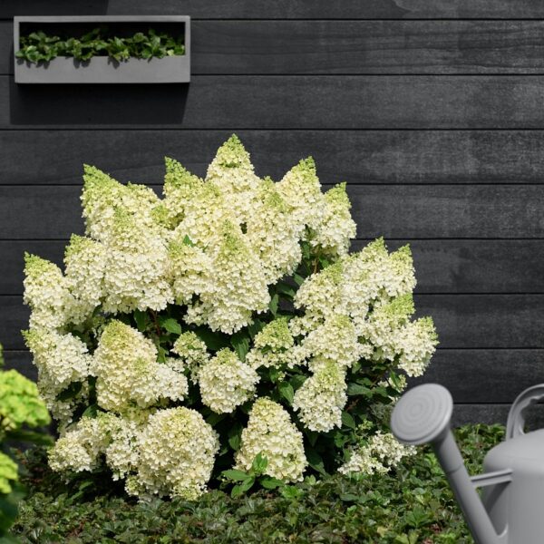 Hydrangea paniculata 'M.Matterhorn'