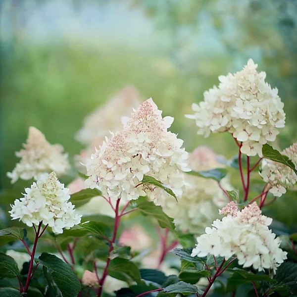 Hydrangea paniculata 'Early Harry'