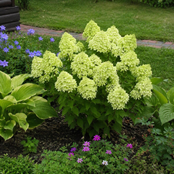 Hydrangea paniculata 'Greenlight'