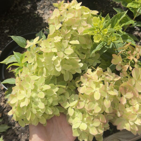 Hydrangea paniculata 'XS Light'