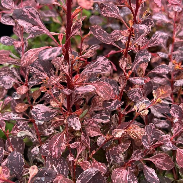 Berberis thunbergii 'Pink Queen'