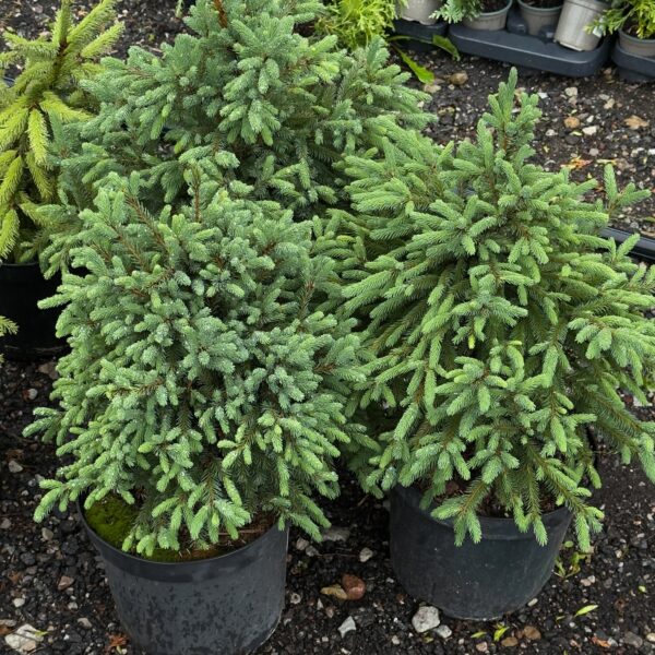Picea glauca 'Blue Planet'