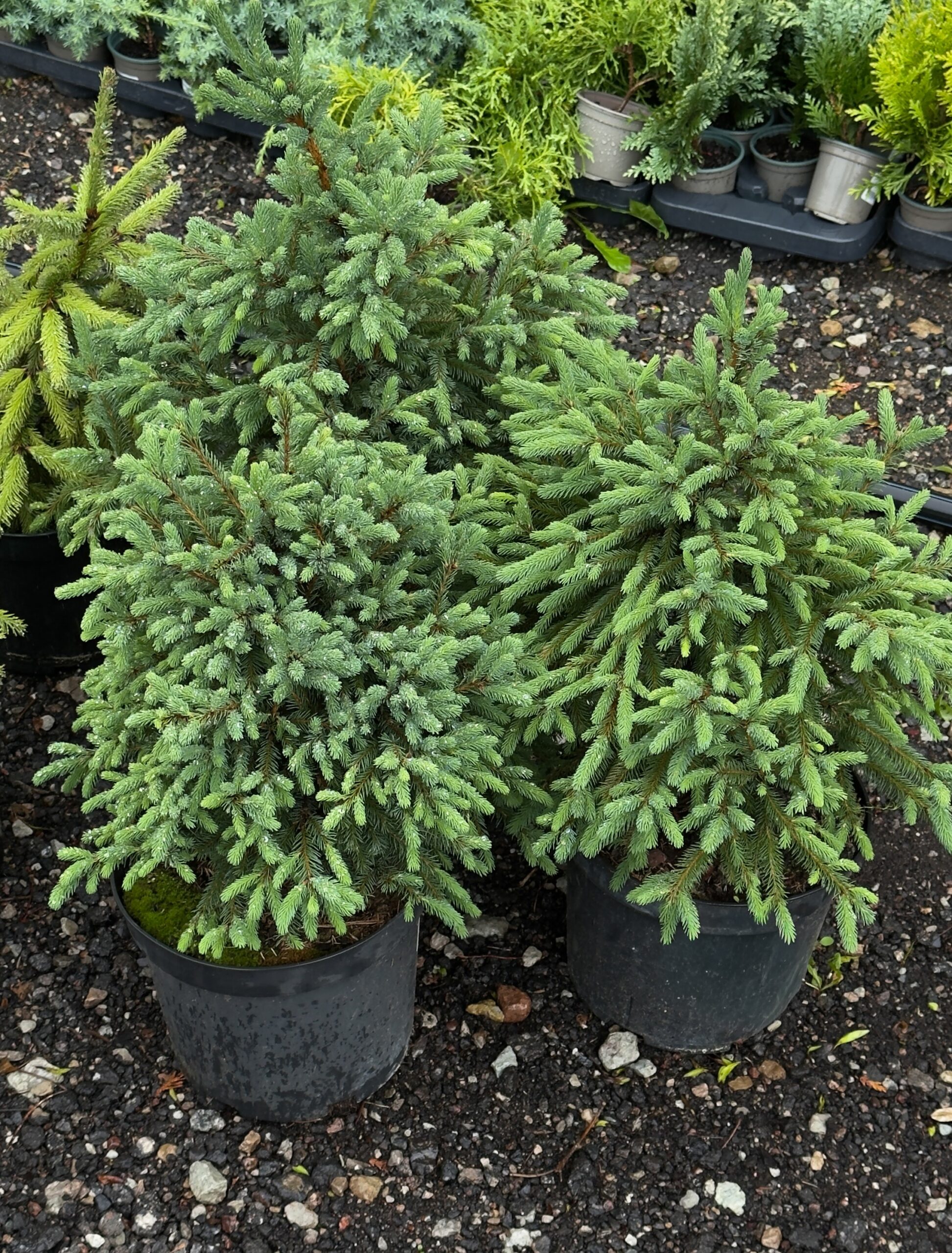 Picea glauca ‘Blue Planet’