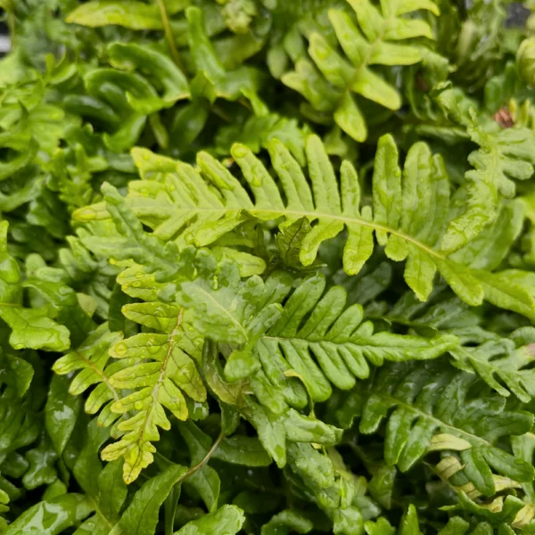 Polypodium vulgare ´Bifido Multifidum´