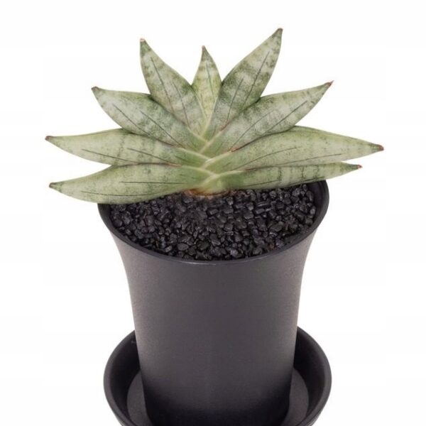 Sansevieria "Inti Mini No.3"