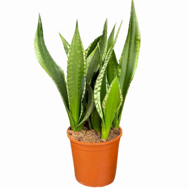 Sansevieria 'Silver Flame'