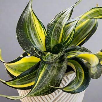 Sansevieria 'Spiral Star'