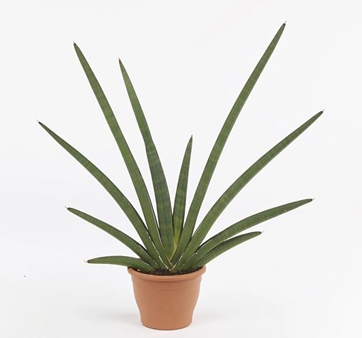 Sansevieria 'Tiara Grand Gazelle'