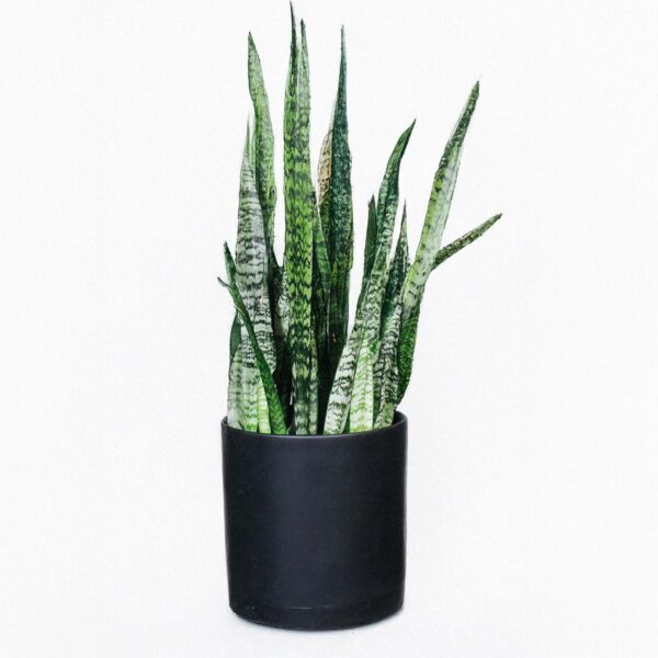 Sansevieria zeylanica