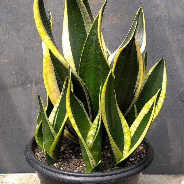 Sansevieria 'Black Gold'