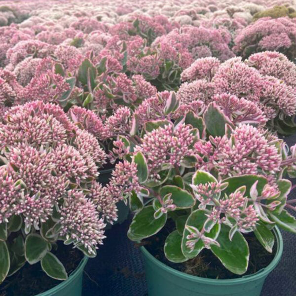 Sedum 'La Vie en Rose'