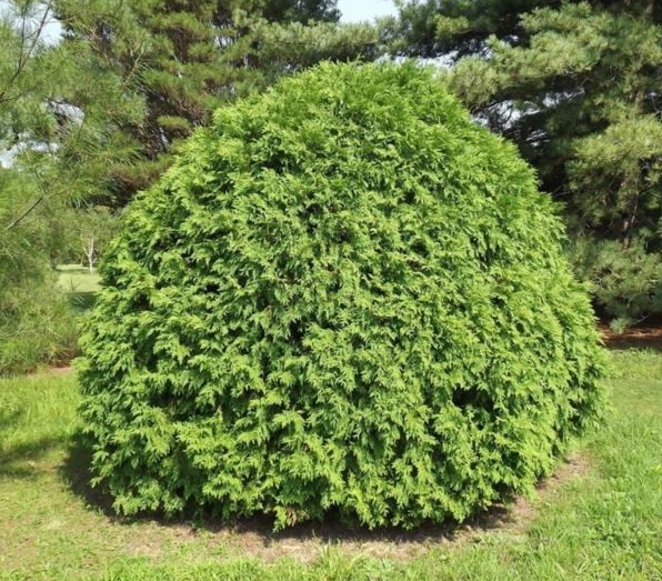 Thuja occidentalis 'Little Champion'