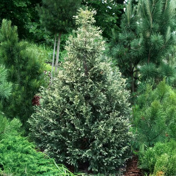 Thuja occidentalis 'Silver Smaragd'
