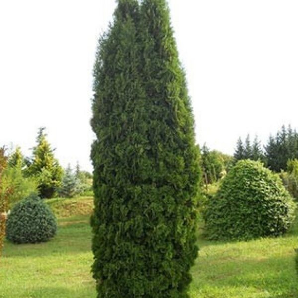 Thuja occidentalis 'Columna'