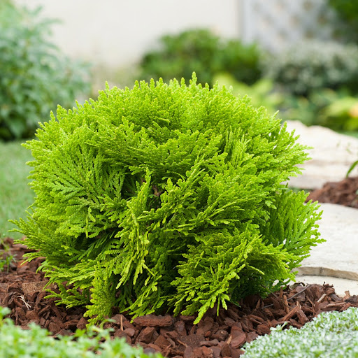 Thuja occidentalis ‘Danica Aurea’