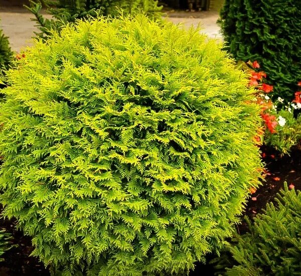 Thuja occidentalis 'Golden Globe'