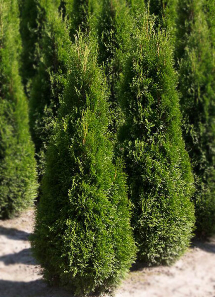 Thuja occidentalis 'Pyramidalis Compacta'