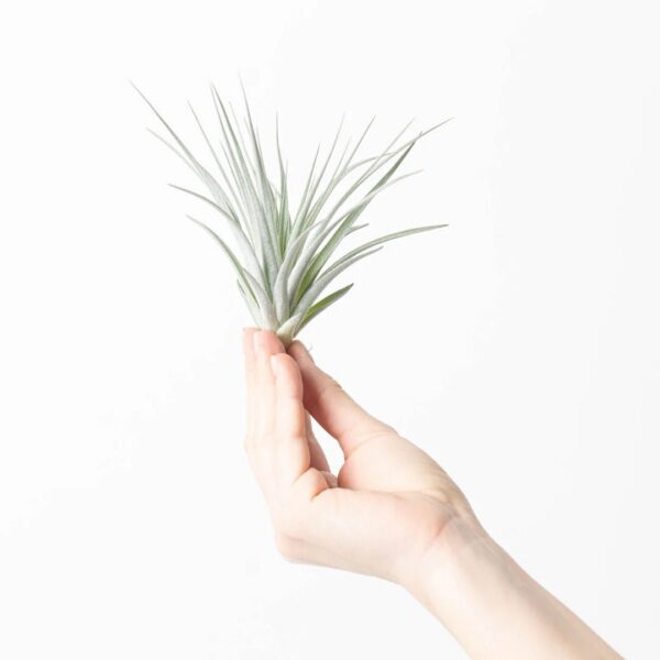 Tillandsia 'Silver Kop'