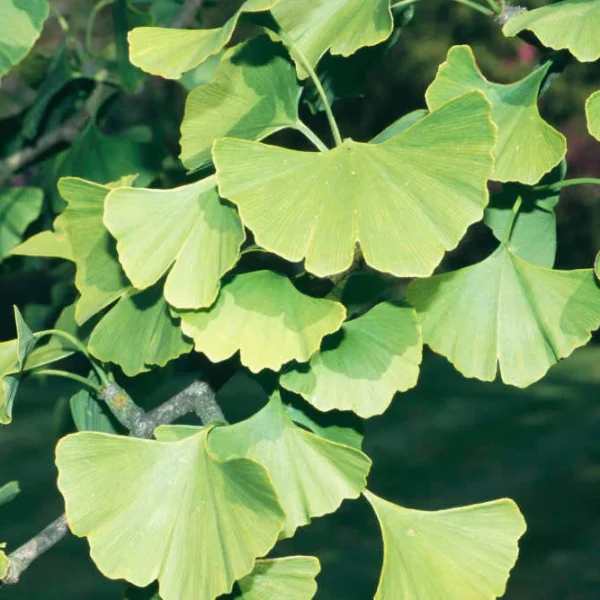 Ginkgo biloba
